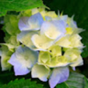 Meet your Posher, Elaine